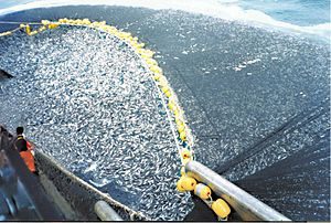 فروشندگان مستقیم ماهی هوور 
