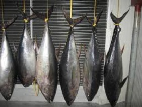 صادرات ماهی گیدر