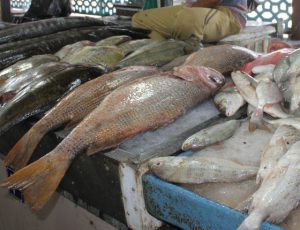 فروش ماهی جنوب