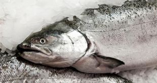 خرید ماهی قزل آلا بدون واسطه از تولید کننده