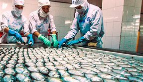 صادرات ماهی هوور