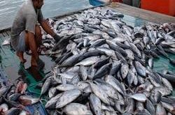 ماهی هوور صادراتی
