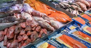 مراکز فروش ماهی جنوب