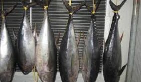 صادرات ماهی گیدر