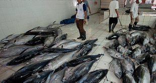 فروش عمده انواع ماهی هوور